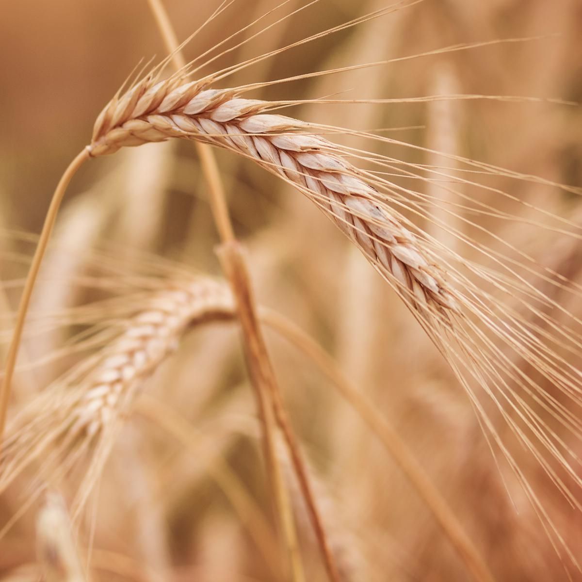 Farina di Farro Spelta