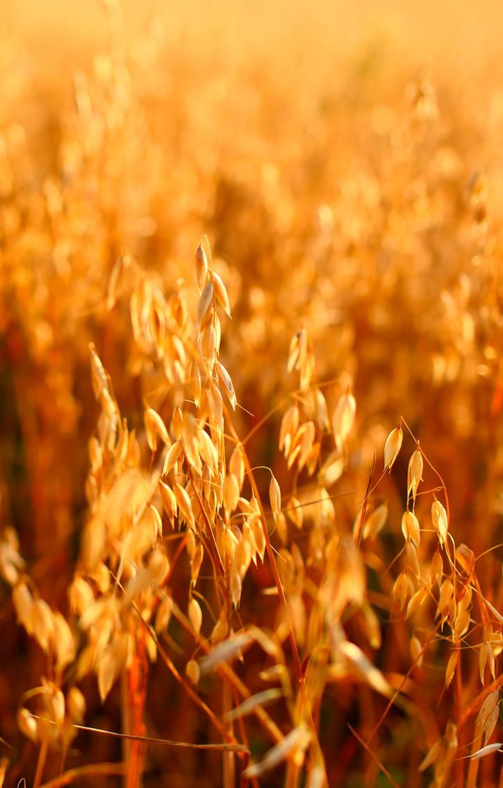 Farina di Avena Nuda