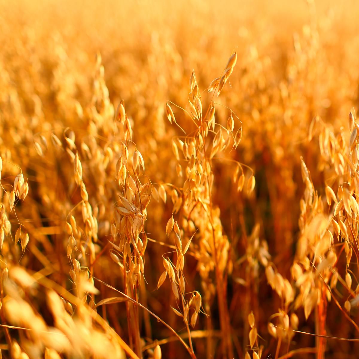 Farina di Avena Nuda