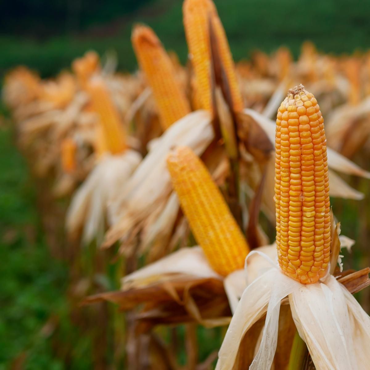 Campo di mais giallo antico