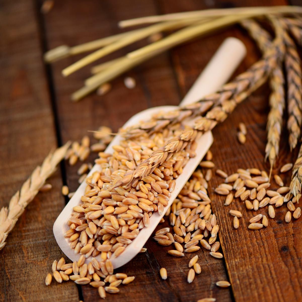 Farina di Farro Spelta