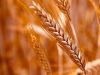 Farina di grano Russello