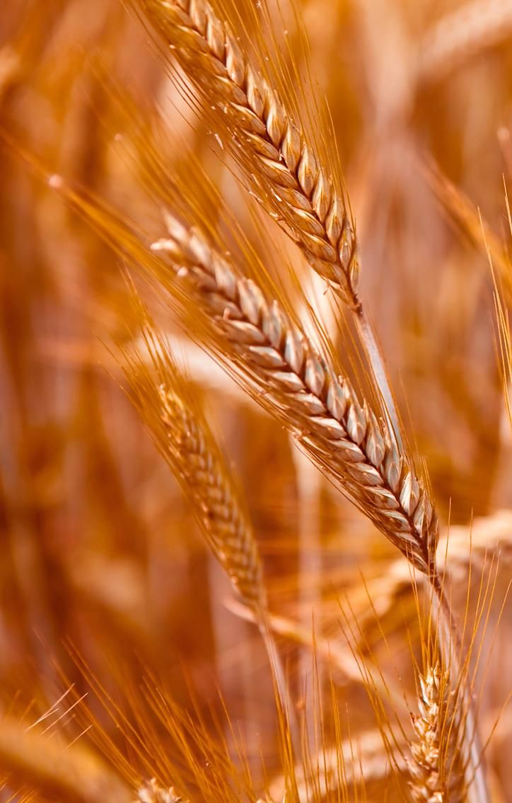 Farina di grano Russello