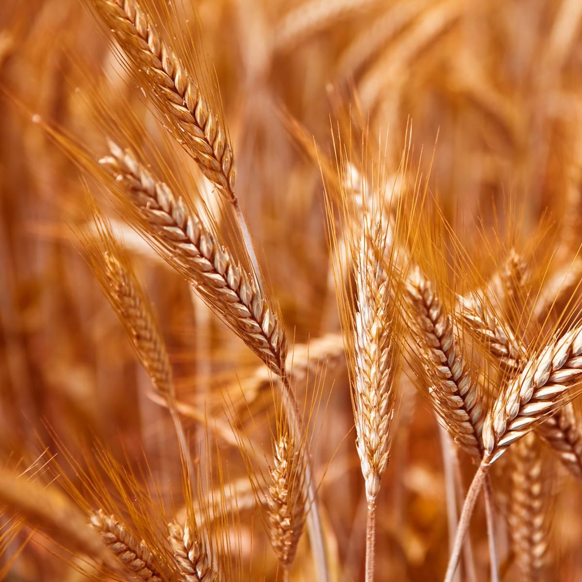 Farina di grano Russello