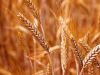 Farina di grano Russello