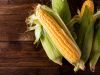 Pannocchia di mais giallo antico