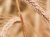 Farina di Farro Spelta