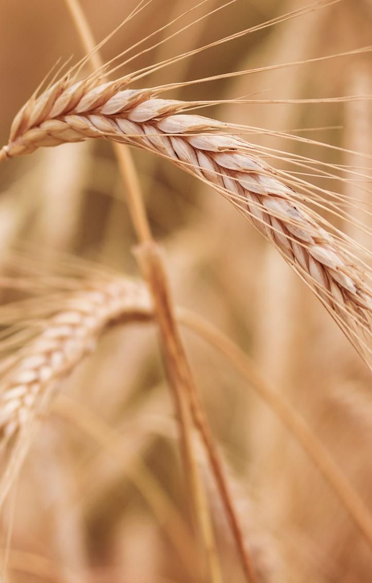 Farina di Farro Spelta