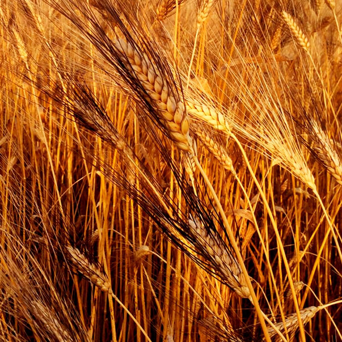 Spiga grano Senatore Cappelli